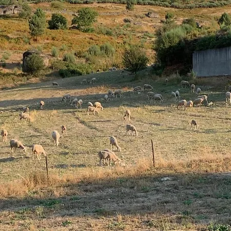 Quinta Covas - * Транкозу