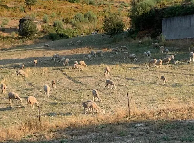Quinta Covas - * Trancoso